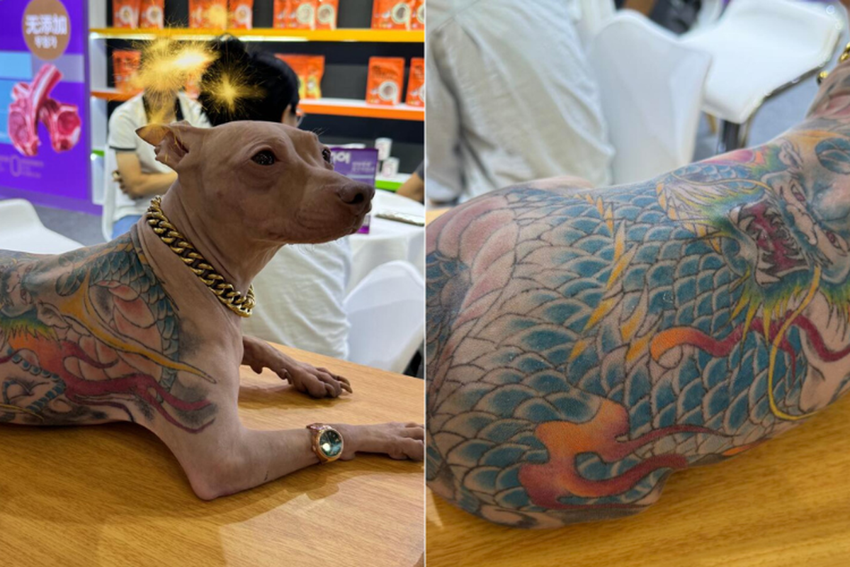 Heboh Anjing Bertato diChina, Dianggap Penyiksaan Hewan
